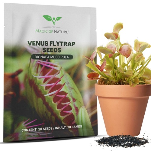 Venusfliegenfalle 20 - venusfliegenfalle,