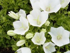 Staude Niedrige Glockenblume Weiße Clips große Blüten Steingarten 