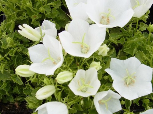 Staude niedrige glockenblume - staude,