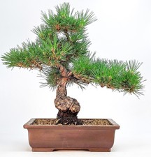 Bonsai Schwarzkiefer - Pinus thunbergii 36cm 