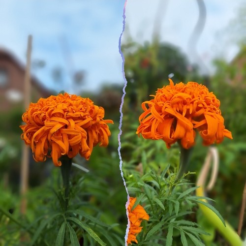 Tagetes samen - tagetes,