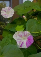 Ipomoea Scarlett O'Hara Flying Saucer Winde PINK-WEIß *Rarität Kletterpflanze