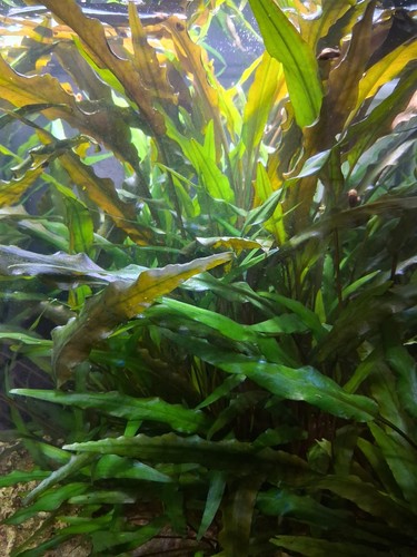 Cryptocoryne wendtii