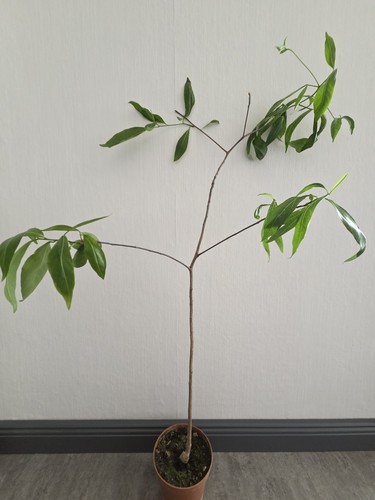 Adansonia grandidieri - adansonia,