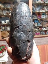 Dinosaur Egg-Oliveraptor
