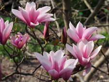 Tulpen-Magnolie Magnolia x