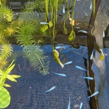 Medaka Eier Miyuki Blue Reisfische, Oryzias latipes Japanischer Miniteich Garten