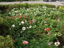 40 Samen Wunderblume Mirabilis