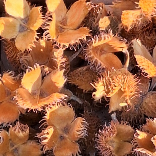 Bucheckern hülsen 100 stück - bucheckern,