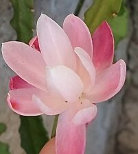 SAMEN Exot Pflanze Samen Saatgut Zimmer Kaktee Wintergarten Terrasse BLATTKAKTEE