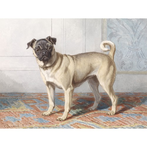 Cunaeus portrait edwin vom - cunaeus,