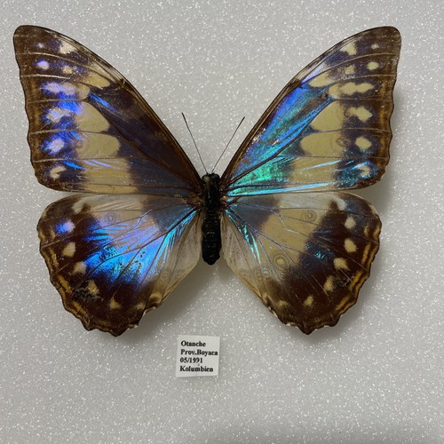 Entomologie*Morpho