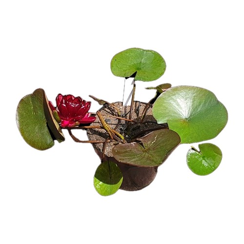 Winterharte seerose nymphaea - seerose,