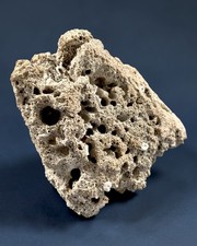 Fossiles riffgestein - fossiles, |
