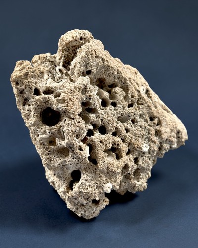 Fossiles riffgestein - fossiles, |
