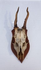 Rehgeweih,Horn,Jagdtrophäe,Rehbock,Reh,Gehörne,Geweihe altes Trophäen Brett 1932