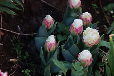 10 Gefüllte Päonienblütige Tulpen Ice Cream  Blumenzwiebeln Lieferbar 9.9.