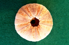 Seeigel Schalen natürlich meeresdekoration für Aquarium und Heim