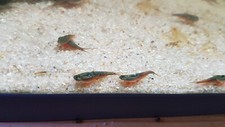 Triops Australiensis grün