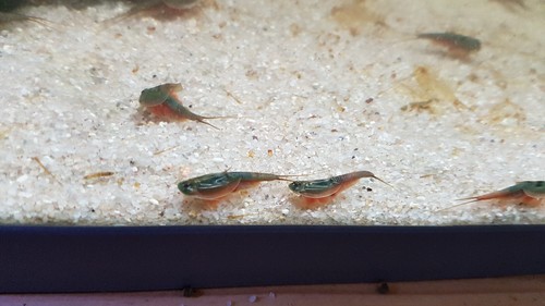 Triops australiensis grün - triops,