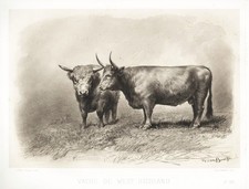 West-Highland cow Scottish cows Kühe Kuh cattle Scotland Heliographie 1860