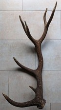 Geweih, Rotwild, 80x35cm