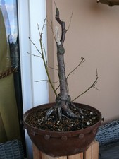 Bonsai Birke - Sandbirke - Betula Pendula , Winterhart.