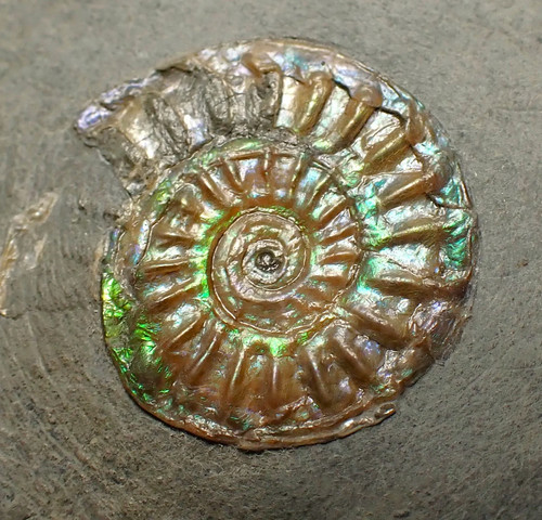 Juveniler irisierender