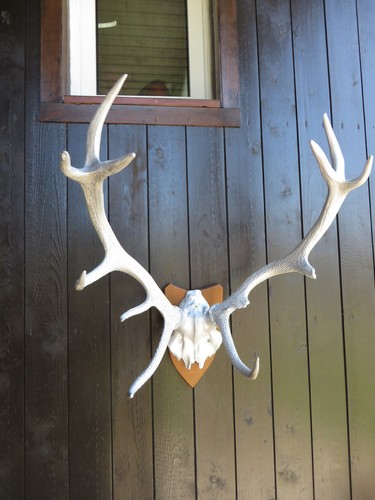 Bronze hirsch - bronze,