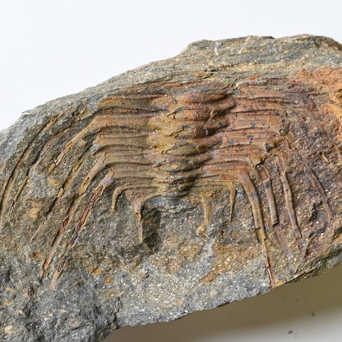 Trilobit selenopeltis gallicus - trilobit,