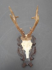Jagdtrophäe, Rehbock Geweih, Rehgeweih, Rehbock Gehörn mit Trophäenbrett 24cm -1