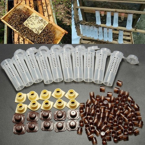 Komplettes bienenkönigin - komplettes,