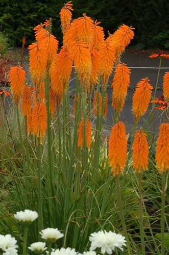 Fackellilie mango orange - fackellilie, 'mango'