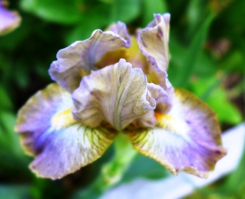 Zwergiris iris sdb - iris, *picasso