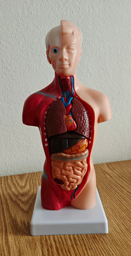 Anatomisches torsomodell - anatomisches,