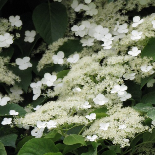 Kletterhortensie - 1l,