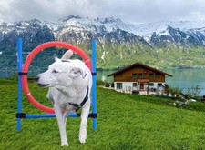 ⭐ Agility-Trainings-Ring ⭐