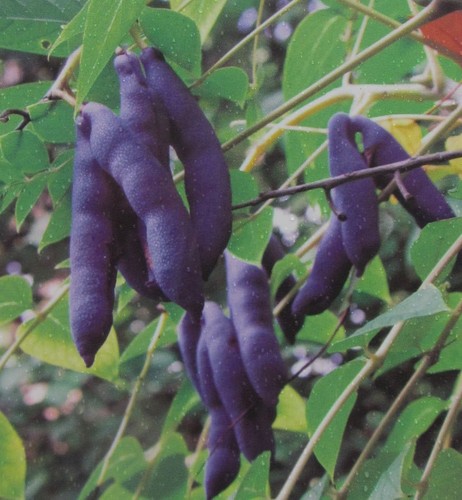 Decaisnea fargesii blaugurke - decaisnea,