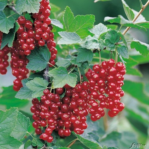 Johannisbeeren vielen - johannisbeeren, in