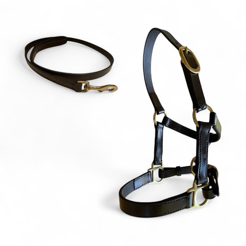 Mini shetland fohlen leder - mini,