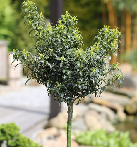 Hochstamm stechpalme ilex - hochstamm,