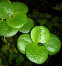 Aquariumpflanzen – 5x