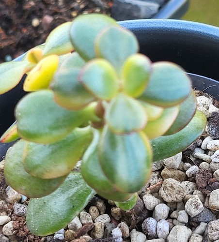 Crassula grosby compact - grosby's,