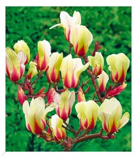 Magnolie sunrise 1 - "sunrise",1, pflanze