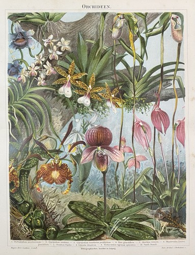 Originalgrafik flora - originalgrafik,