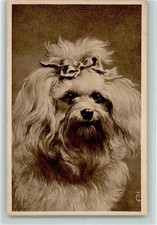 10143222 - Malteser mit Schleife Hund