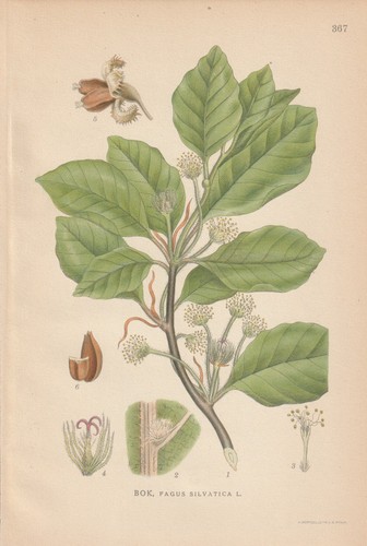 Rotbuche - (fagus, sylvatica)