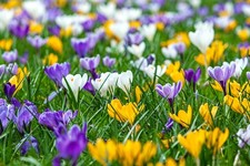 1000 botanische Krokusse Blumenzwiebeln Mix (ideal für die Wiese)
