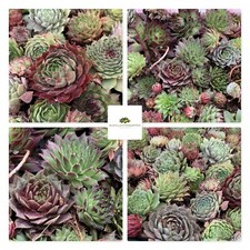 20x Sempervivum Wurzelnackte