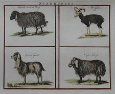 Sheep and Goats - Quadrupeds -